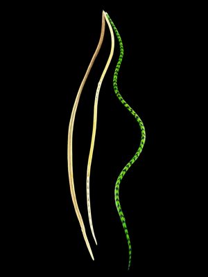 Kézzel festett zöld és natúr homok barna valódi madártoll Hajbatoll 3 darabos szett fekete háttéren fotózva