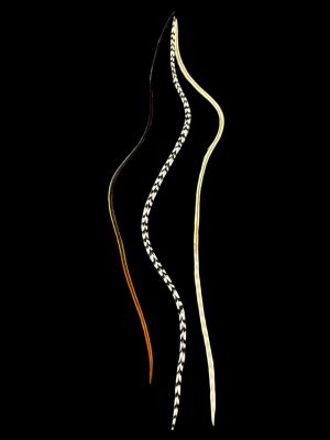 Natúr irizáló vöröses barna fekete fehér csíkos és világos barna csíkos végű valódi madártoll Hajbatoll 3 darabos szett fekete háttéren fotózva