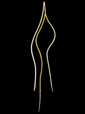 Natúr világos barna sárgásbarna végű halvány csíkos valódi madártoll Hajbatoll 3 darabos szett fekete háttéren fotózva