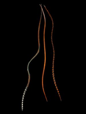 Vöröses barnás csíkos végű sima és csíkos natúr valódi madártoll Hajbatoll 3 darabos szett fekete háttéren fotózva