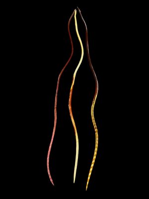 Festett Burgundi és vöröses barnás foltos csíkos végű valódi madártoll Hajbatoll 3 darabos szett fekete háttéren fotózva