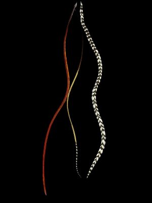 Natúr fekete fehér csíkos, vöröses barna és homok barna csíkos végű valódi madártoll Hajbatoll 3 darabos szett fekete háttéren fotózva