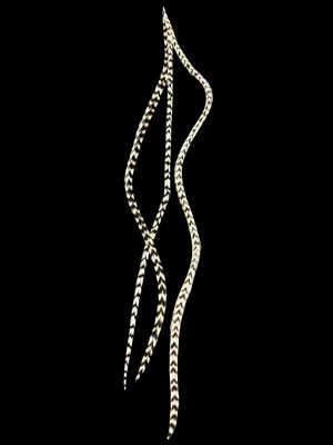 Natúr fekete fehér csíkos valódi madártoll Hajbatoll 3 darabos szett fekete háttéren fotózva