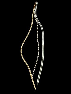 Natúr barnás és fekete fehér csíkos valódi madártoll Hajbatoll 3 darabos szett fekete háttéren fotózva