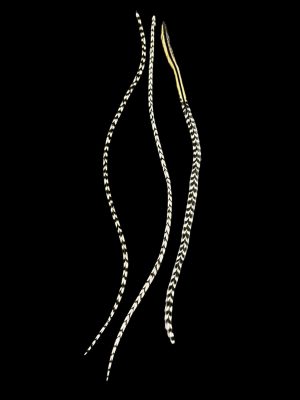 Natúr fekete fehér csíkos valódi madártoll Hajbatoll 3 darabos szett fekete háttéren fotózva