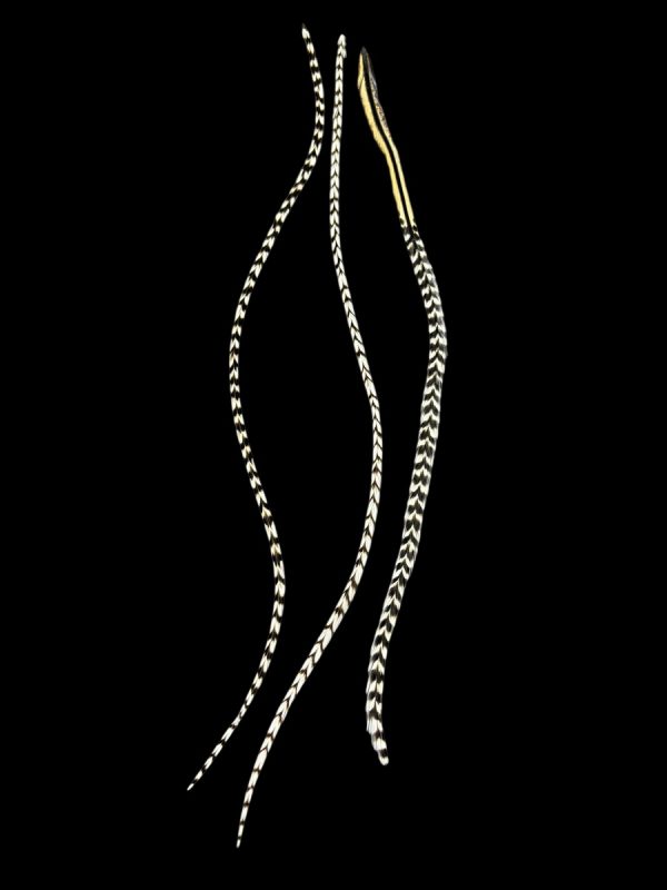 Hajbatoll - XL - 26 Natúr fekete fehér csíkos valódi madártoll Hajbatoll 3 darabos szett fekete háttéren fotózva