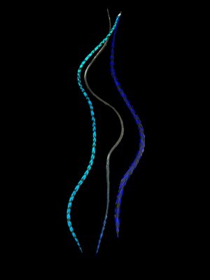 Kézzel festett király és Türkiz kék csíkos valódi madártoll Hajbatoll 3 darabos szett fekete háttéren fotózva