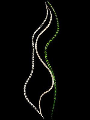 Kézzel festett zöld, natúr fekete-fehér és barna-fehér csíkos valódi madártoll Hajbatoll 3 darabos szett fekete háttéren fotózva