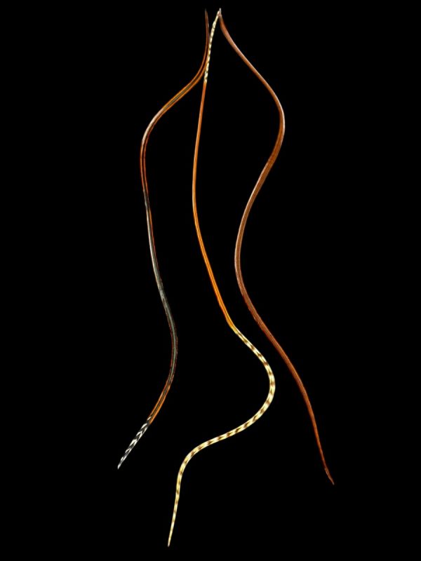 Natúr csíkos végű sötétebb kicsit irizáló vörös, rozsdavörös és barnás vörös valódi madártoll Hajbatoll 3 darabos szett fekete háttéren fotózva