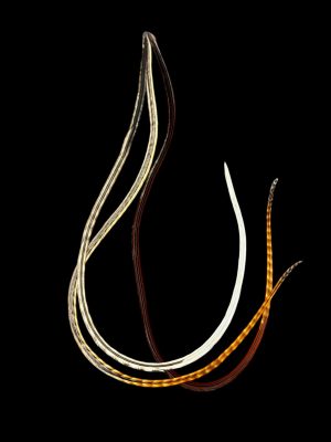 Natúr homokbarna fehér végű, vörös csíkos végű és vörösbarna csíkos végű valódi madártoll Hajbatoll 3 darabos szett fekete háttéren fotózva