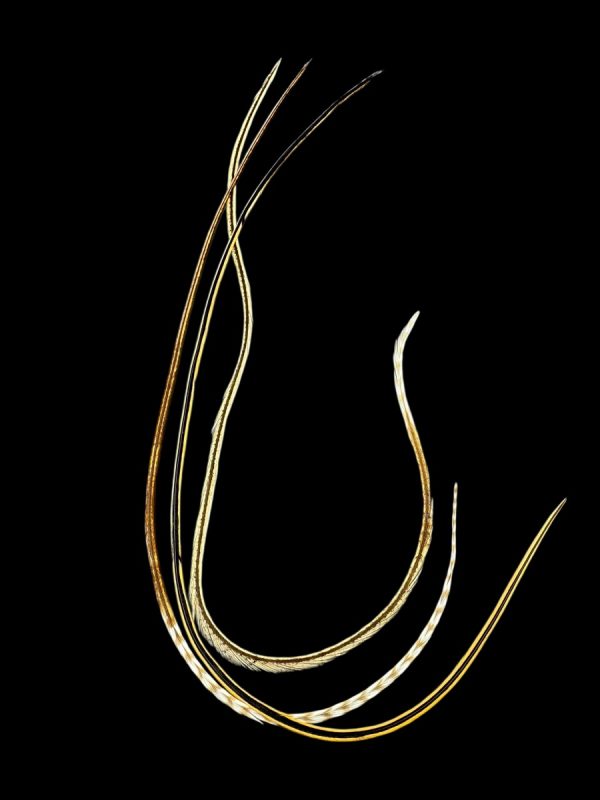 Hajbatoll - XXXL - 02 Natúr homokbarna foltos és csíkos végű valódi madártoll Hajbatoll 3 darabos szett fekete háttéren fotózva