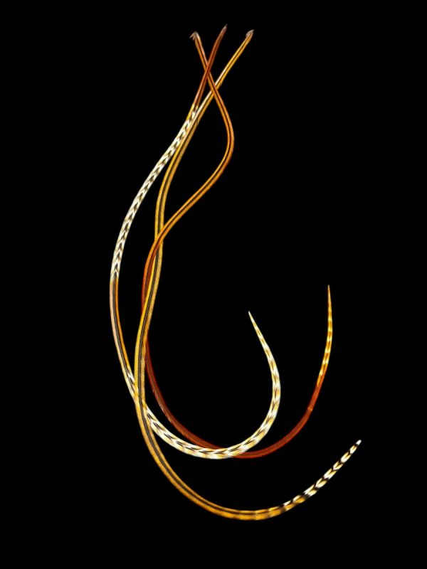 Natúr homokbarna csíkos, vörösbarna és rozsdavörös csíkos végű valódi madártoll Hajbatoll 3 darabos szett fekete háttéren fotózva