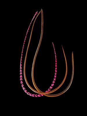 Hajbatoll – XXXL méret – 3 db