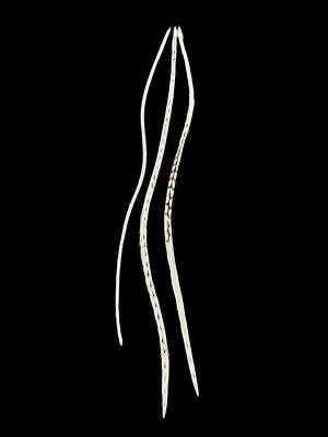 natúr fehér valódi madártoll Hajbatoll 3 darabos szett fekete háttéren fotózva 