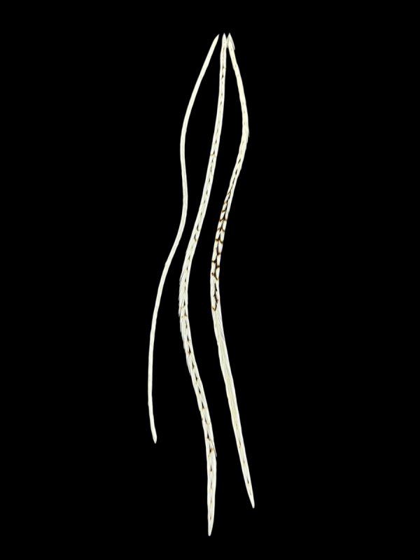 natúr fehér valódi madártoll Hajbatoll 3 darabos szett fekete háttéren fotózva 