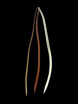 natúr barna-vöröses-fehér valódi madártoll Hajbatoll 3 darabos szett fekete háttéren fotózva 