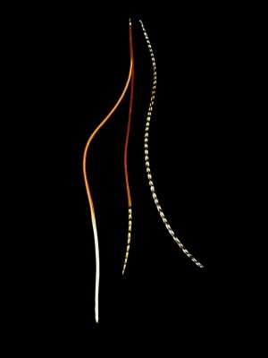 natúr barnás fekete-fehér valódi madártoll Hajbatoll 3 darabos szett fekete háttéren fotózva