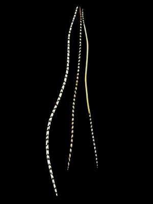 fekete,barna-fehér kontrasztos valódi madártoll Hajbatoll 3 darabos szett fekete háttéren fotózva